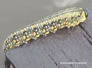 Pine sawfly larva  likely Diprion similis  Kentucky US photo Isabelle6