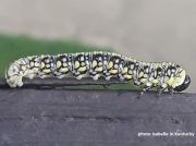 Pine sawfly larva  likely Diprion similis  Kentucky US photo Isabelle