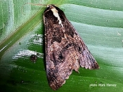 Sundowner moth, Sphingomorpha chlorea, Zambia photo Mark Harvey