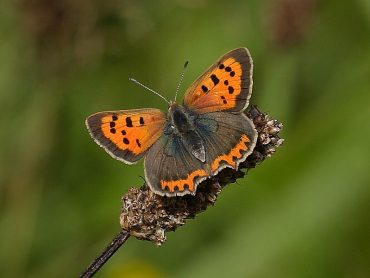 Cornwall Lepidoptera Breeding Group
