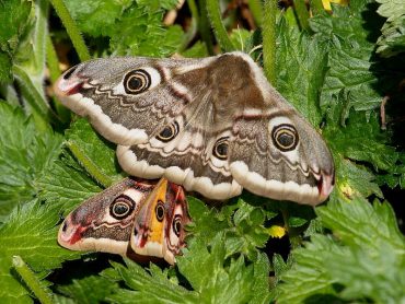 Emperor Moths over heather at Kennack sands