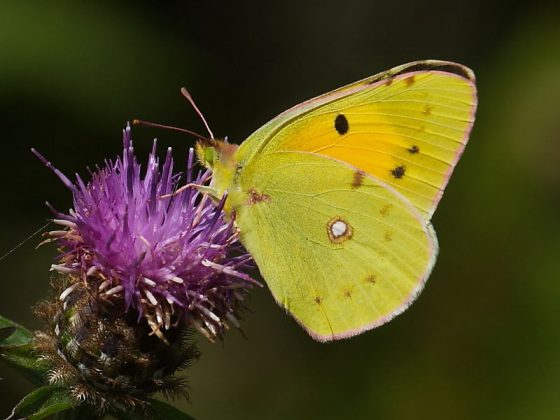Migrant Clouded Yellow butterflies, Colias croceus
