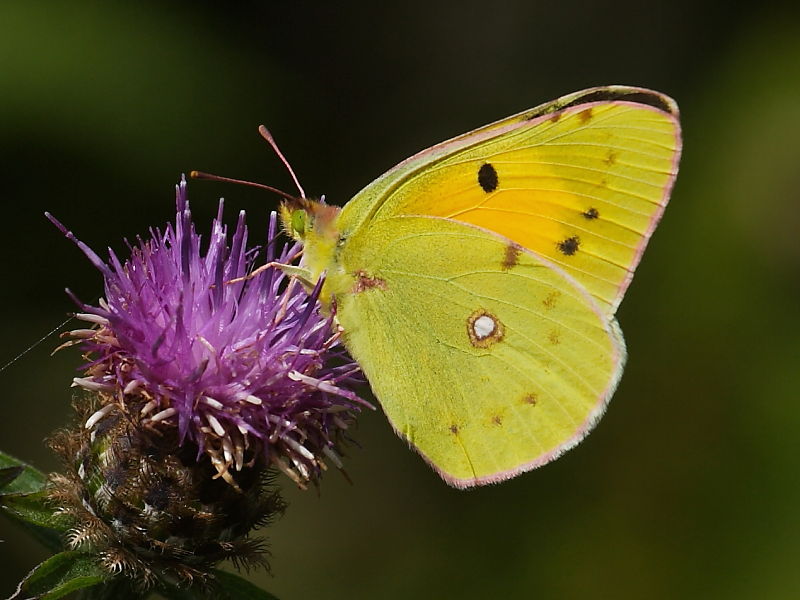 Migrant Clouded Yellow butterflies Wildlife Insight