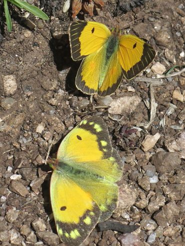 Courting male and female Clouded Yellow butterflies