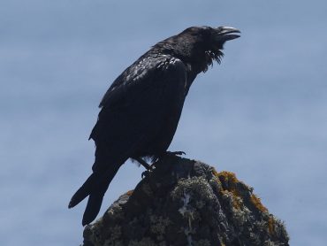 Ravens, the largest all black bird in the British Isles.