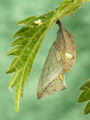 Red Admiral Butterfly egg and chrysalis