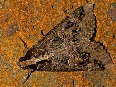 South African Sundowner Moth and caterpillar