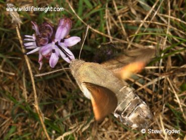 Hummingbird Hawk-moths in Cornwall