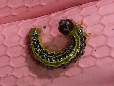 Defoliating box tree caterpillars in the UK
