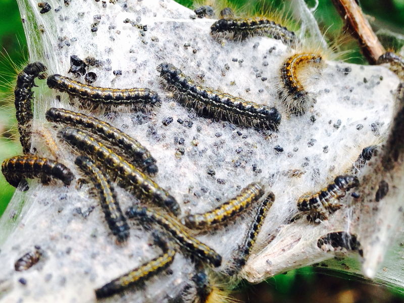 American caterpillar gallery Wildlife Insight