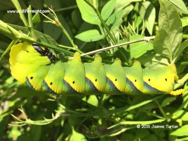 Death’s-head Hawkmoth caterpillars in the UK
