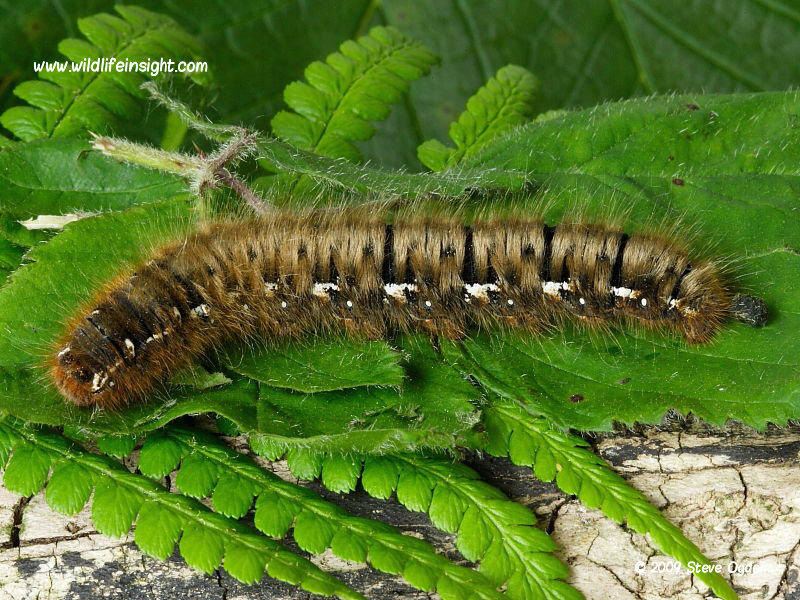Oak Eggar moth caterpillar and moth Wildlife Insight