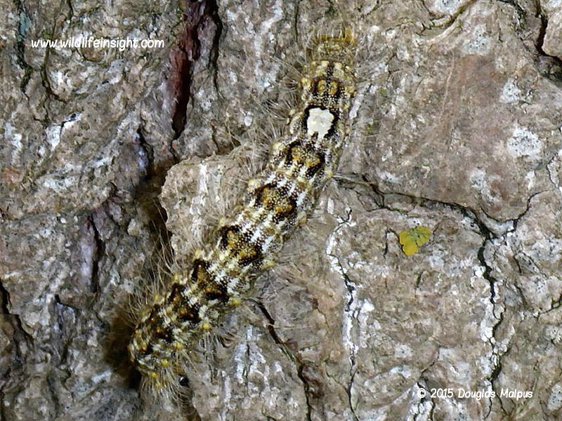 Poplar Grey caterpillar and moth Wildlife Insight