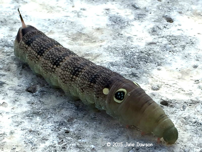 Silverstriped Hawkmoth caterpillar Hippotion celerio