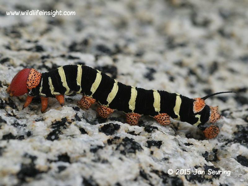 Costa Rica Sphinx caterpillar Pseudophinx tetrio Wildlife Insight
