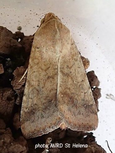 A new moth species for St Helena