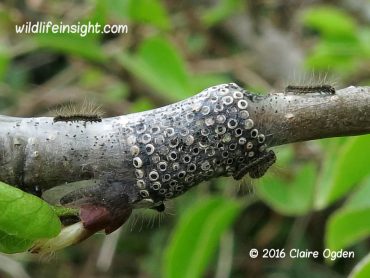 Lackey moth eggs and hatching caterpillars
