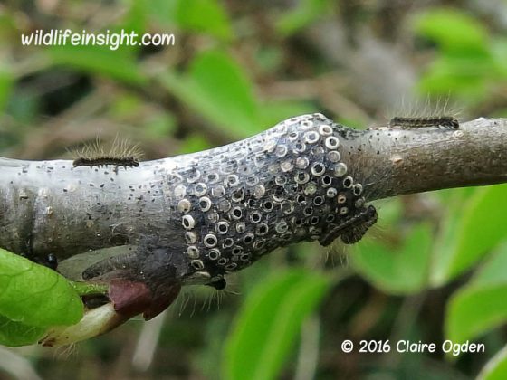 Lackey moth eggs and hatching caterpillars