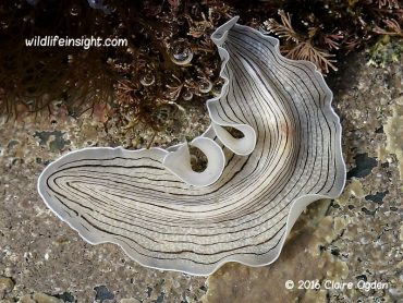 Candy-striped Flatworm