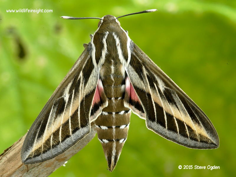 Striped Hawkmoth and caterpillar, Hyles livornica Wildlife Insight