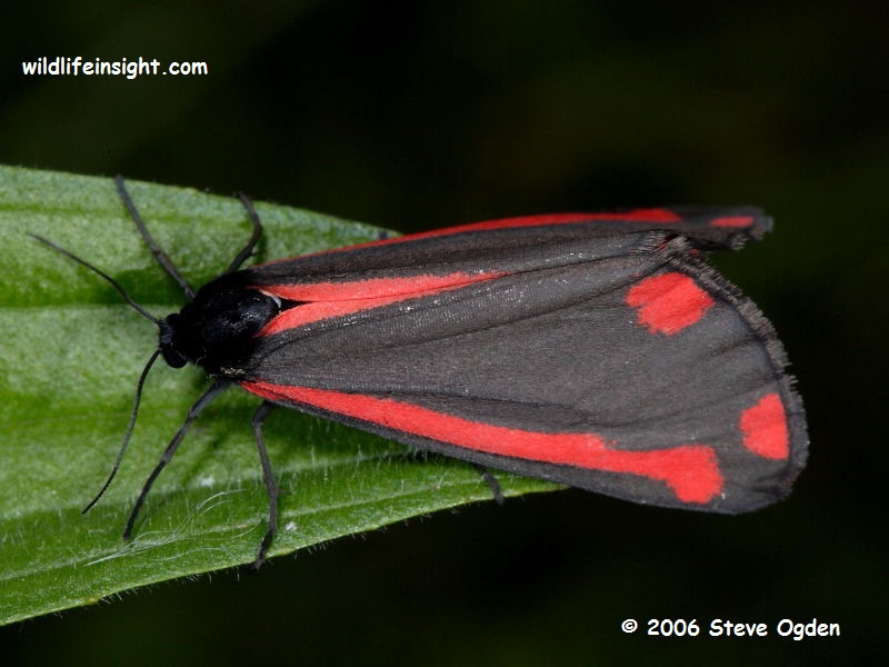 The Cinnabar Moth And Caterpillar Tyria Jacobaeae Wildlife Insight