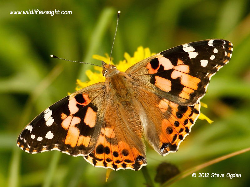 Painted Lady Butterfly And Caterpillar Vanessa Cardui Wildlife Insight