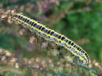 Toadflax Brocade caterpillar Calophasia lunula