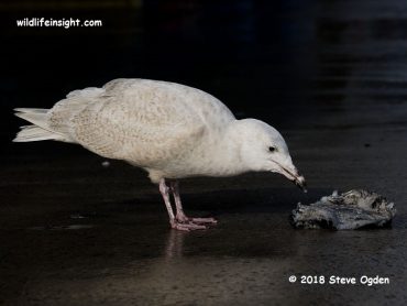 Uncommon Cornish winter gulls – Glaucous, Iceland and Kulmien’s
