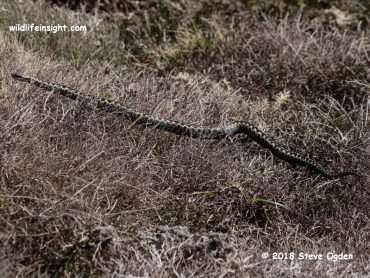 Adder or Common European Viper, a snake with black, zig zag markings