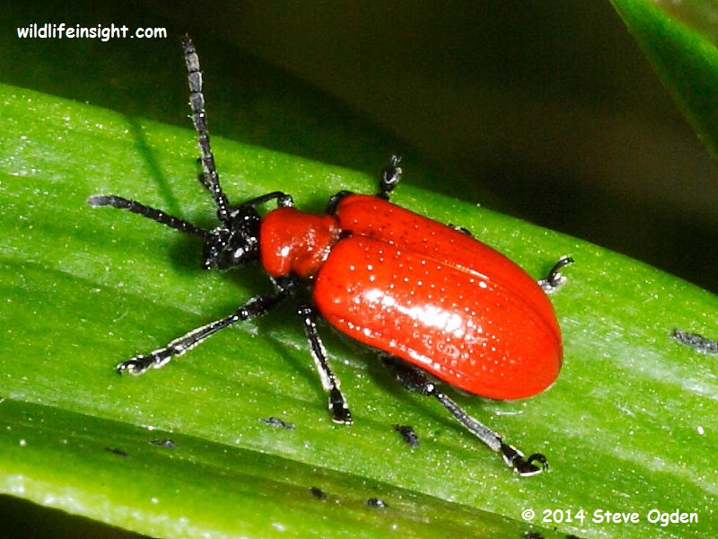 Emuler hurtig Maxim The Lily Beetle, Red Lily Beetle or Scarlet Lily Beetle (Liloceris lilii) |  Wildlife Insight