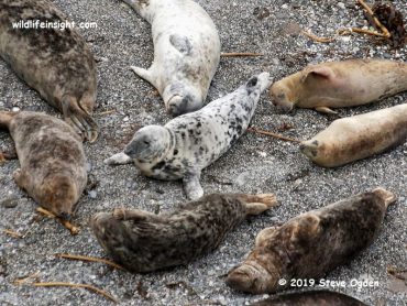 Seals on Cornish beach