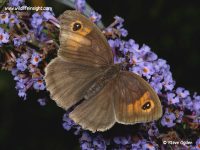 Male Meadow Brown butterfly (Maniola jurtina)