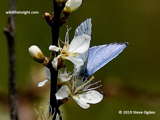 First Holly Blue Butterfly of the year