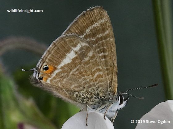 Long-tailed Blue butterfly in Cornwall