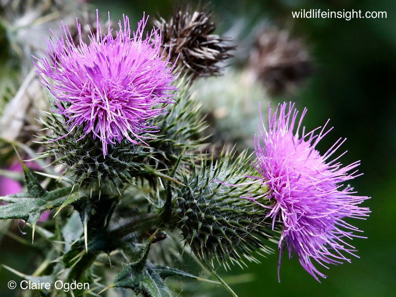 Common British Thistles Wildlife Insight
