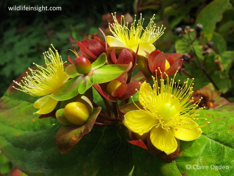 St John'swort Family (Hypericaceae) Wildlife Insight