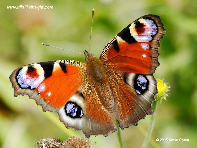 Vanessid Butterflies (Nymphalinae) Wildlife Insight
