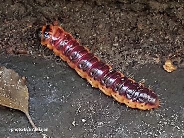 German caterpillars