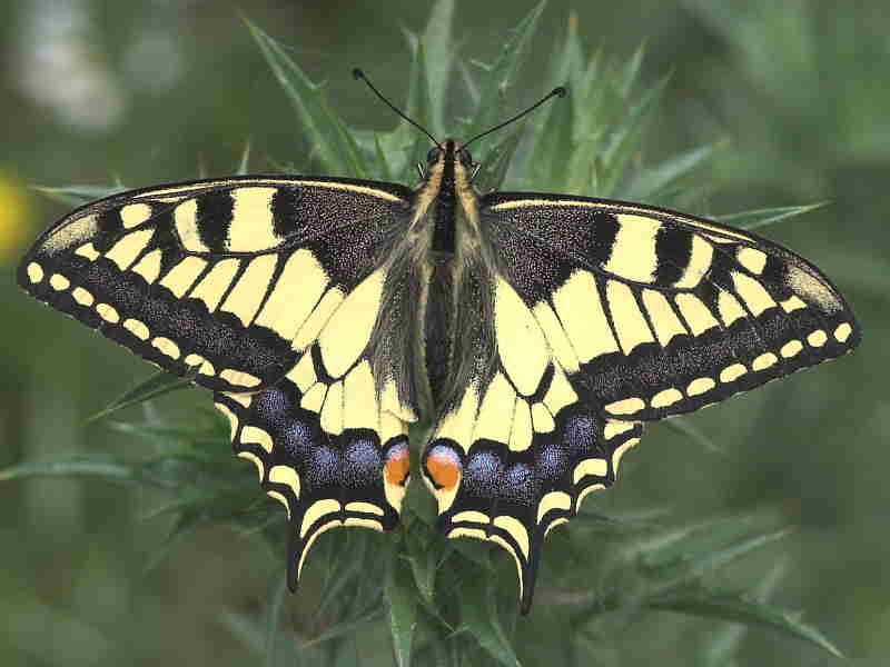 European Swallowtail Butterfly Family (Papilionidae) Wildlife Insight