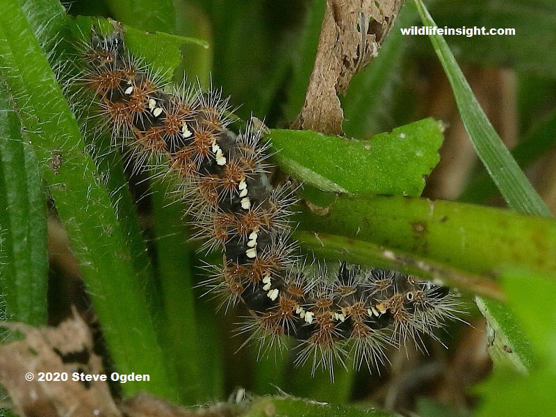 Jersey tiger moth caterpillar Clearance