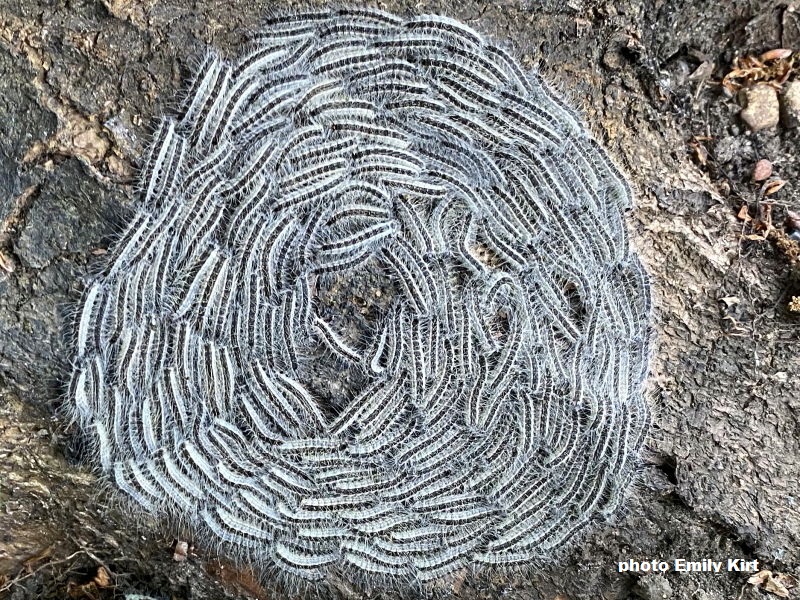 Oak Processionary caterpillars Wildlife Insight