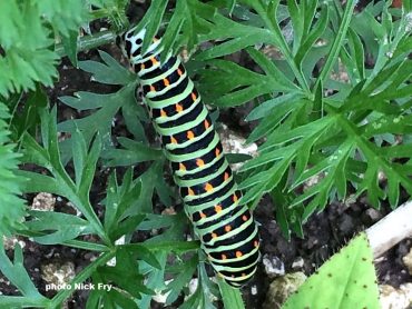 Swallowtail Butterfly caterpillar in the UK