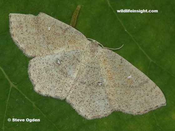 Male and female Jersey Mocha moths