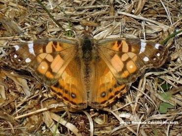 American Painted Lady in Cornwall
