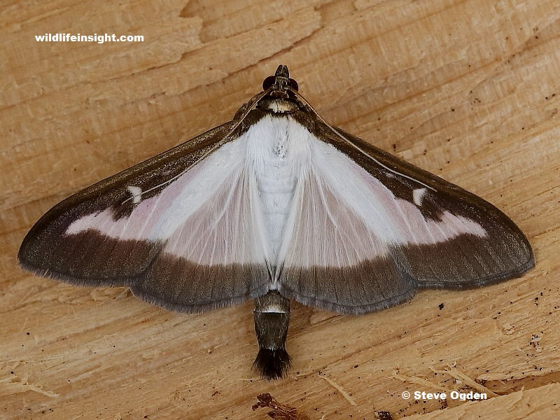Box Moth (Cydalima perspectalis)