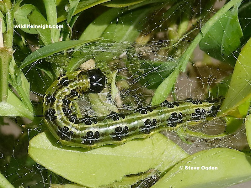 Caterpillar of the Box Moth (Cydalima perspectalis)