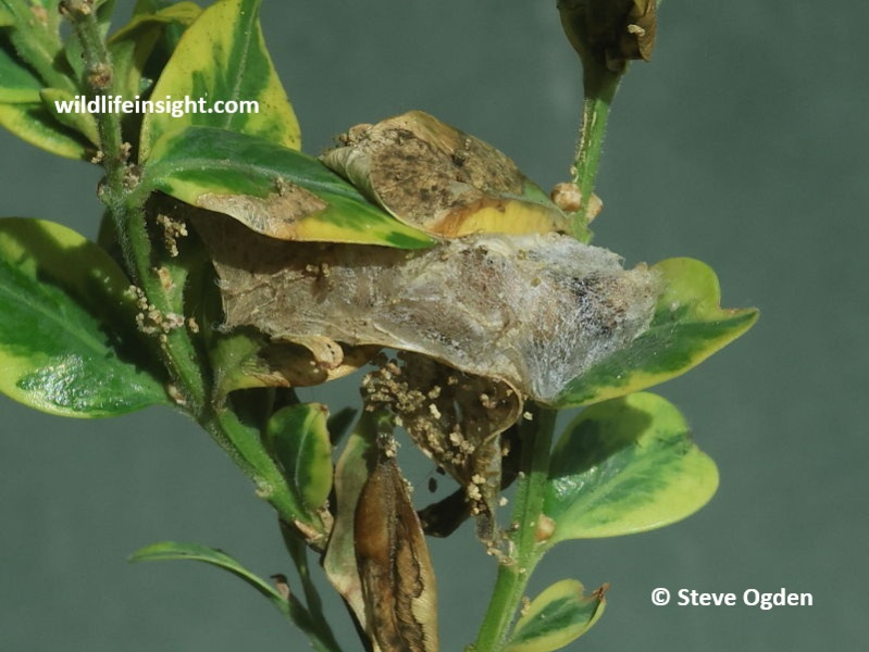 silk cocoon of Box Moth caterpillar - Cydalima perspectalis