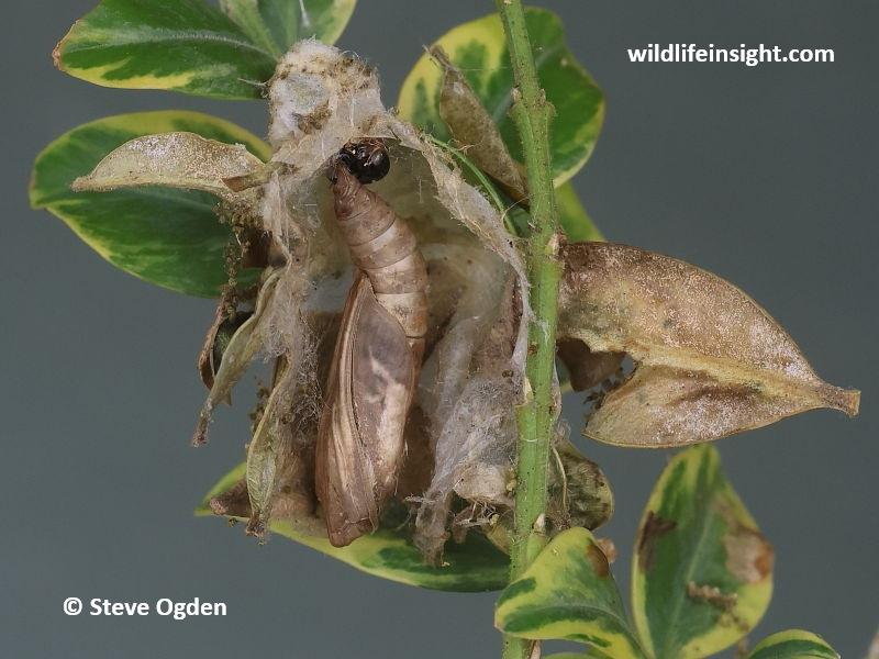 Pupa of Box Moth caterpillar inside silk cocoon - Cydalima perspectalis
