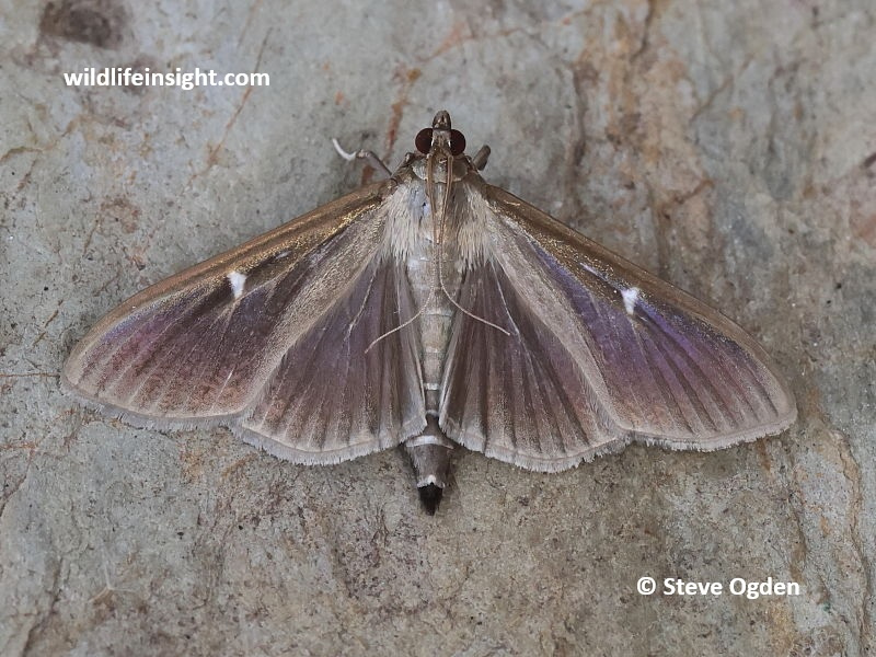 Dark form of the Box Moth - Cydalima perspectalis