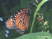 Monarch or Milkweed Butterfly freshly enclosed 2487